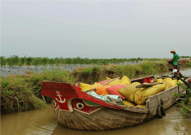 Giá lúa Đông-Xuân tăng cao, người dân ĐBSCL phấn khởi (10/02/2021)
